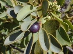 Santalum ellipticum Coast Sandalwood Santalum ellipticum Coast Sandalwood